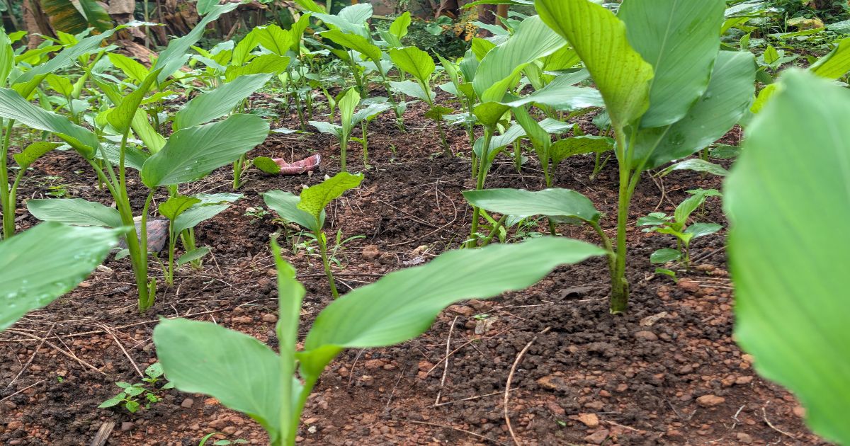 Young turmeric(Curcuma longa L.) plants during the vegetative growth stage.