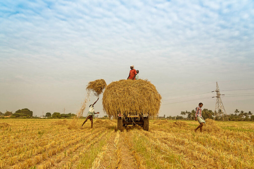 Harvest Festivals