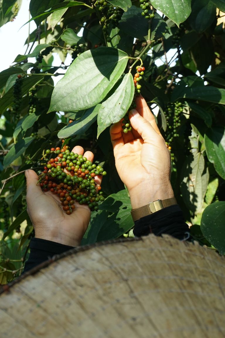 Hands picking green peppercorns from a lush plant on a sunny day.